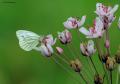 Green veined white